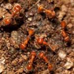 ants pest problem