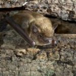 Bat in attic of house