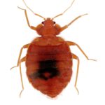 bed bug pest problem