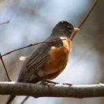 Bird on a branch