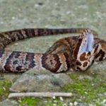 cottonmouth snake animal problem