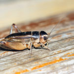 cricket pest problem