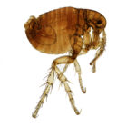 flea pest problem