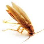 German cockroach pest problem