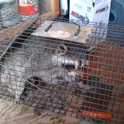 Raccoon trapped in a cage