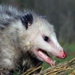 Opossum in yard of residence