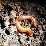 centipede pest problem
