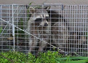 Raccoon caught in a trap