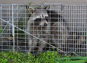 Trapped Raccoon Raccoon caught in a trap