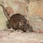 Rat in corner of an unfinished basement