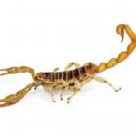 scorpion pest problem