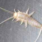 silverfish pest problem