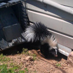 Skunk digging opening to crawl space under a home