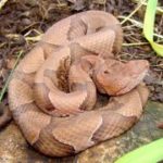 Coiled snake on rocks in a flower bed