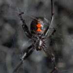 spider pest problem