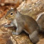 Squirrel on a log