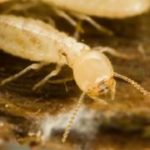 Subterranian termite problem