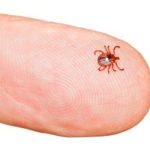 tick pest problem