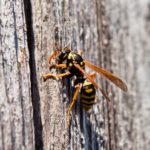 Yellowjacket pest problem