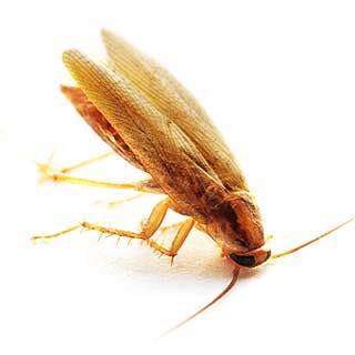 German Cockroach