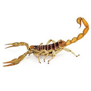 Scorpion