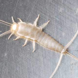 Silverfish