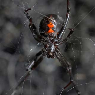 Black Widow Spider