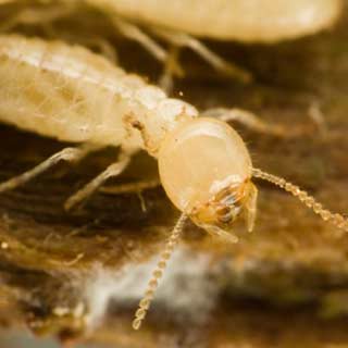 Subterranean Termite